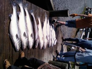 Striped Bass Fishing Report