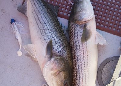 Striped Bass Tackle Care