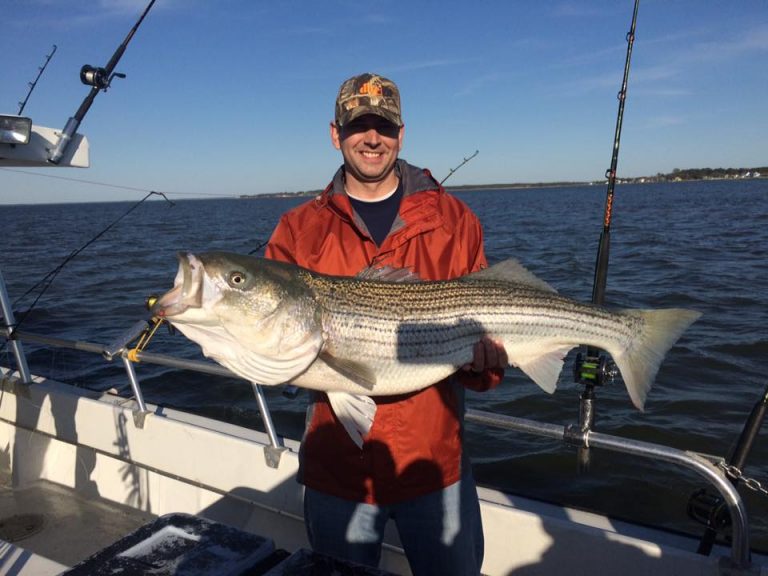 Landing Striped Bass| Striped Bass Trolling| Striper Fishing Lures|