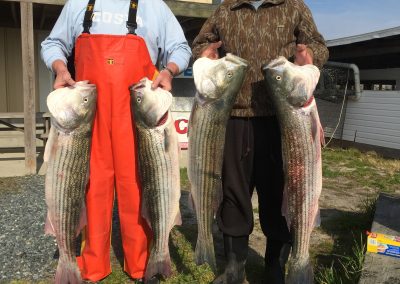 Chesapeake Bay Striped Bass Lures