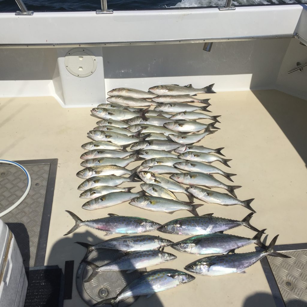 Chesapeake Bay Fishing Variety