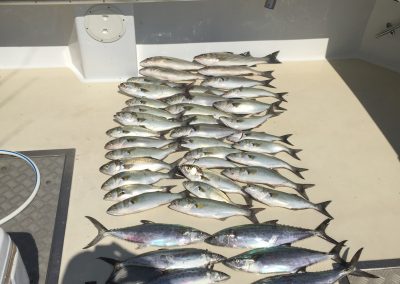 Chesapeake Bay Fishing Variety
